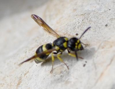Eumeninae